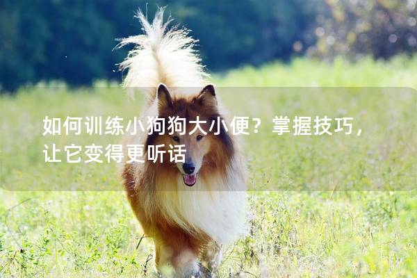 如何训练小狗狗大小便？掌握技巧，让它变得更听话
