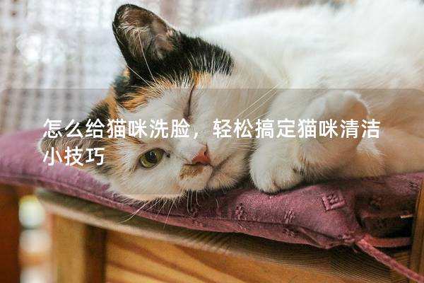 怎么给猫咪洗脸，轻松搞定猫咪清洁小技巧
