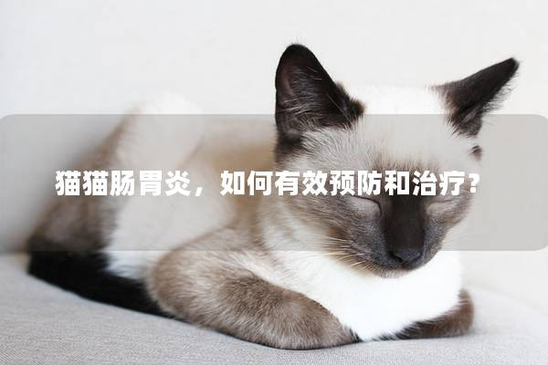 猫猫肠胃炎，如何有效预防和治疗？
