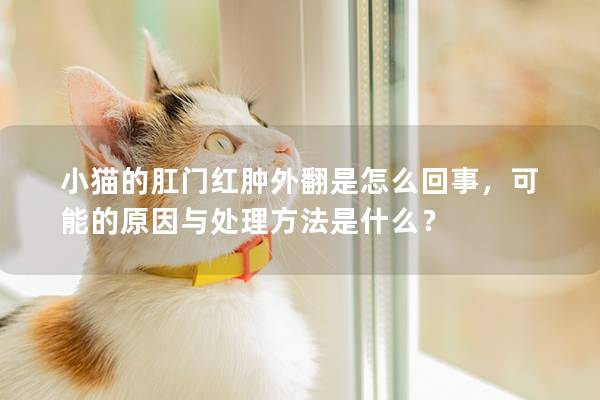 小猫的肛门红肿外翻是怎么回事，可能的原因与处理方法是什么？