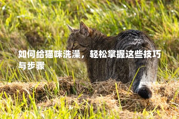 如何给猫咪洗澡，轻松掌握这些技巧与步骤