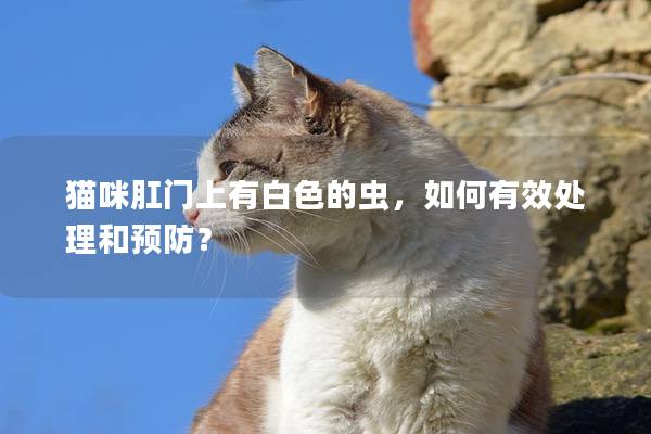 猫咪肛门上有白色的虫，如何有效处理和预防？