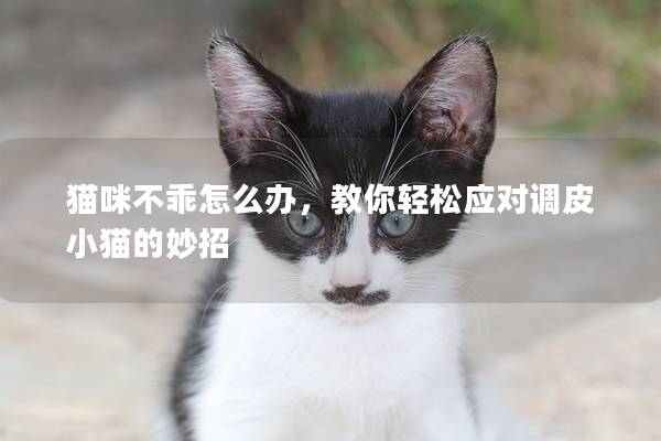 猫咪不乖怎么办，教你轻松应对调皮小猫的妙招