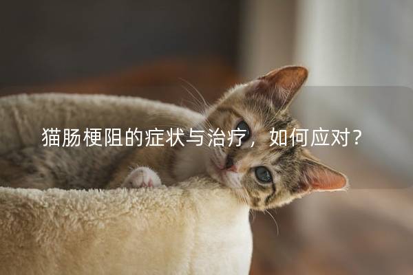 猫肠梗阻的症状与治疗，如何应对？