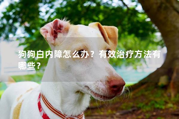 狗狗白内障怎么办？有效治疗方法有哪些？