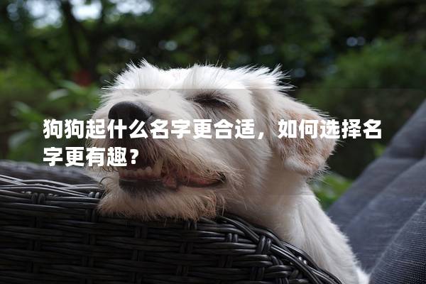 狗狗起什么名字更合适，如何选择名字更有趣？