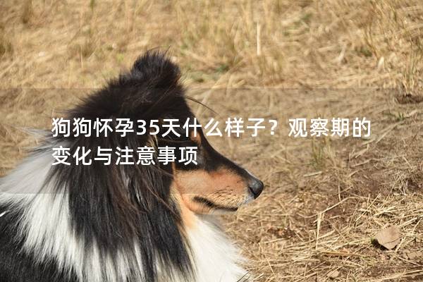 狗狗怀孕35天什么样子？观察期的变化与注意事项