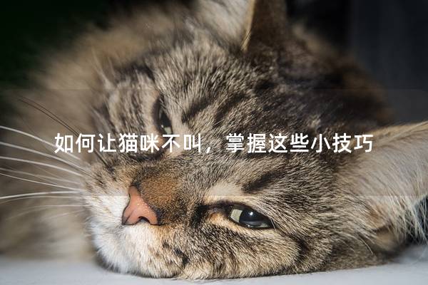 如何让猫咪不叫，掌握这些小技巧