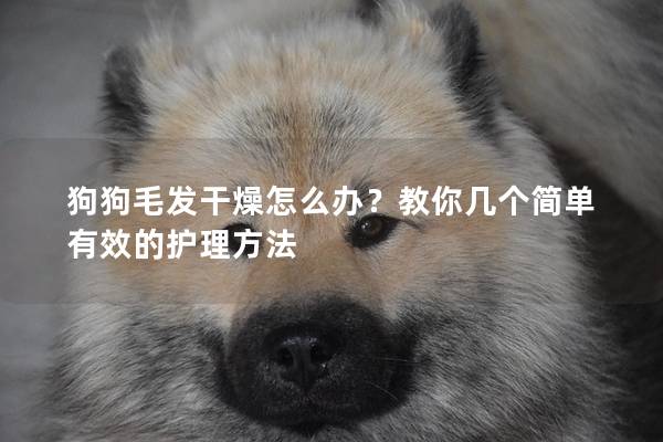 狗狗毛发干燥怎么办？教你几个简单有效的护理方法