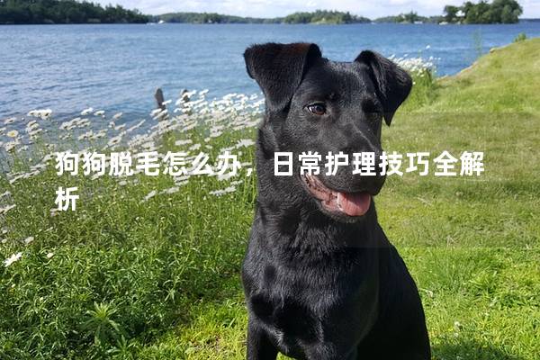 狗狗脱毛怎么办，日常护理技巧全解析