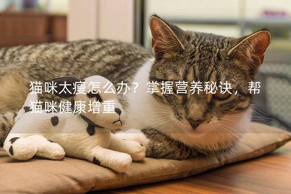 猫咪太瘦怎么办？掌握营养秘诀，帮猫咪健康增重