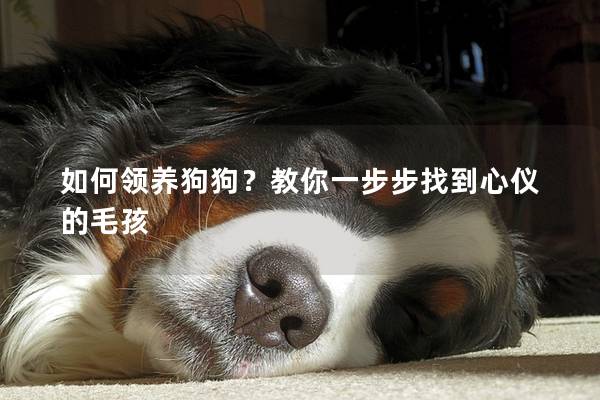 如何领养狗狗？教你一步步找到心仪的毛孩