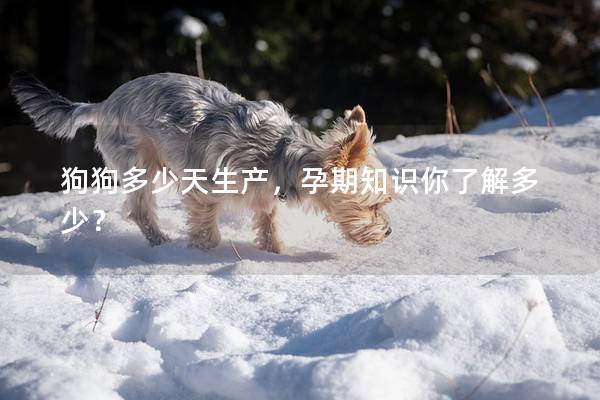 狗狗多少天生产，孕期知识你了解多少？