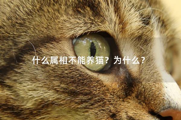 什么属相不能养猫？为什么？