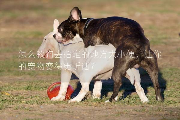 怎么教狗去指定的地方大小便，让你的宠物变得更听话？