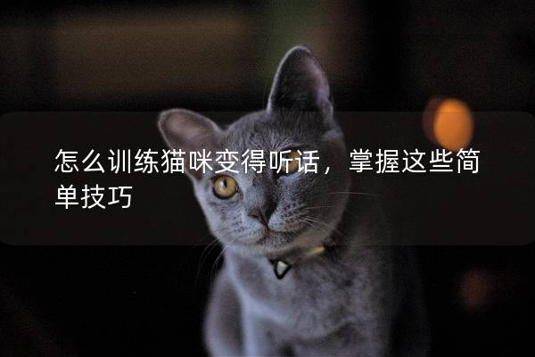 怎么训练猫咪变得听话，掌握这些简单技巧