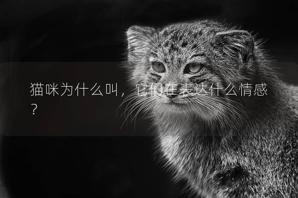 猫咪为什么叫，它们在表达什么情感？