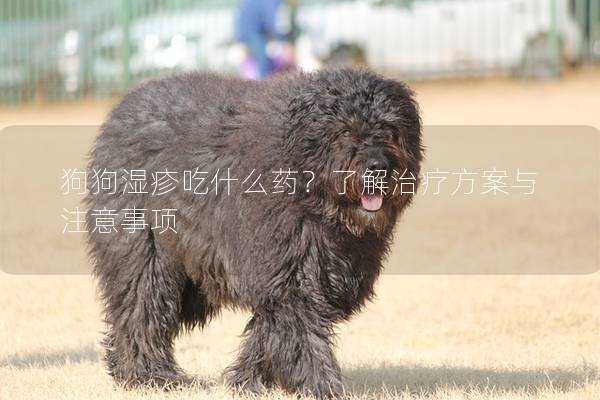 狗狗湿疹吃什么药？了解治疗方案与注意事项