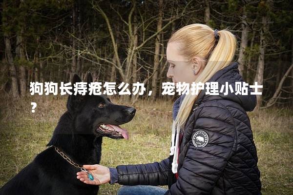 狗狗长痔疮怎么办，宠物护理小贴士？