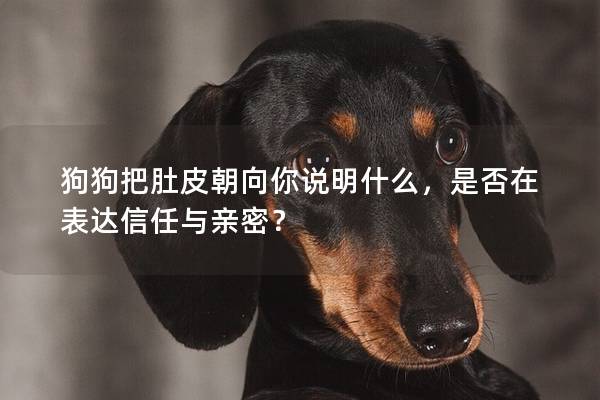 狗狗把肚皮朝向你说明什么，是否在表达信任与亲密？
