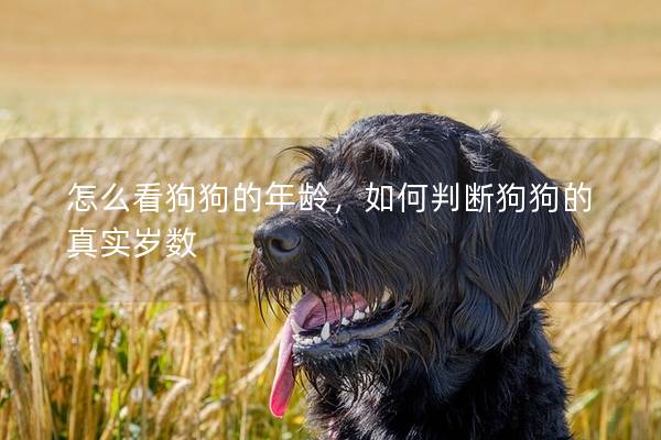 怎么看狗狗的年龄，如何判断狗狗的真实岁数