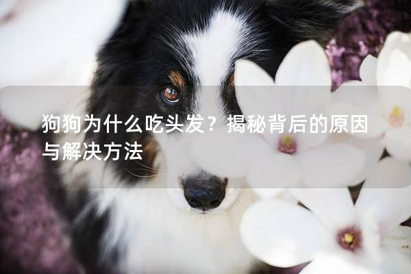 狗狗为什么吃头发？揭秘背后的原因与解决方法