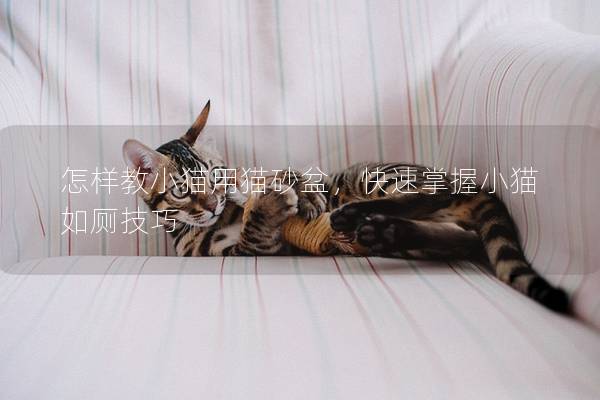 怎样教小猫用猫砂盆，快速掌握小猫如厕技巧