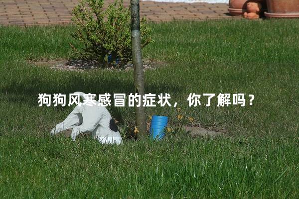 狗狗风寒感冒的症状，你了解吗？