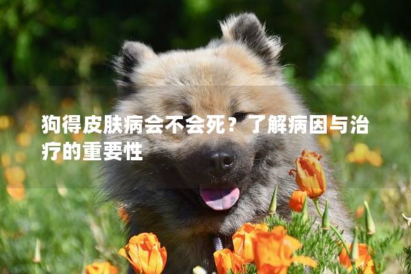 狗得皮肤病会不会死？了解病因与治疗的重要性