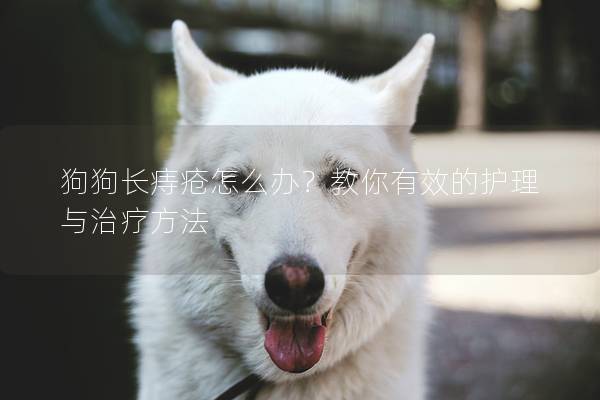 狗狗长痔疮怎么办？教你有效的护理与治疗方法