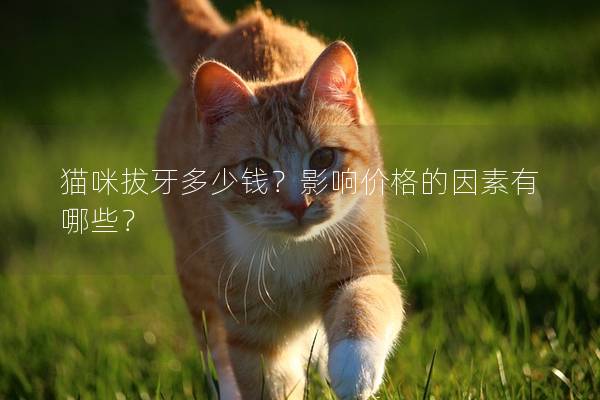 猫咪拔牙多少钱？影响价格的因素有哪些？