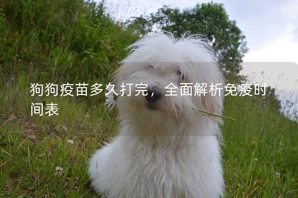 狗狗疫苗多久打完，全面解析免疫时间表