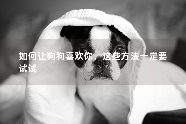 如何让狗狗喜欢你，这些方法一定要试试