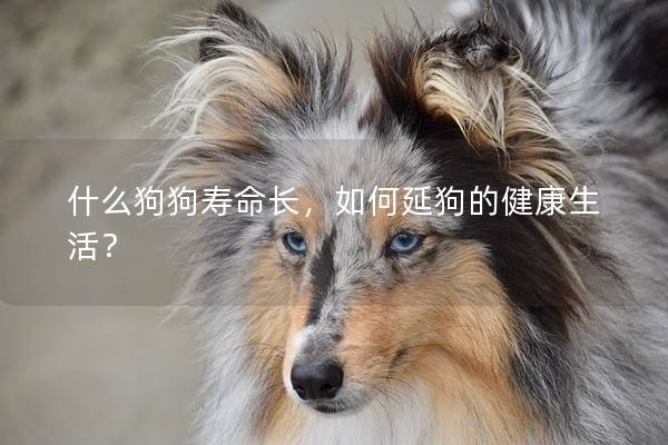 什么狗狗寿命长，如何延狗的健康生活？