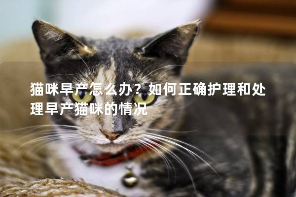 猫咪早产怎么办？如何正确护理和处理早产猫咪的情况
