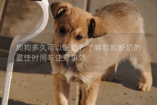 狗狗多久可以断奶？了解狗狗断奶的最佳时间与注意事项