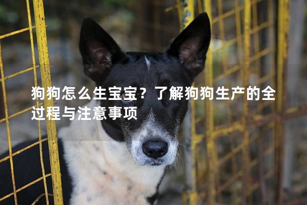 狗狗怎么生宝宝？了解狗狗生产的全过程与注意事项
