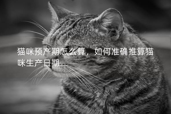 猫咪预产期怎么算，如何准确推算猫咪生产日期