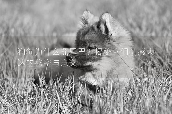 狗狗为什么摇尾巴？揭秘它们情感表达的秘密与意义