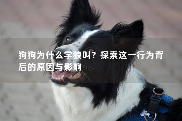 狗狗为什么学狼叫？探索这一行为背后的原因与影响