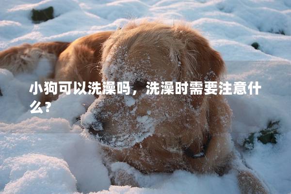 小狗可以洗澡吗，洗澡时需要注意什么？