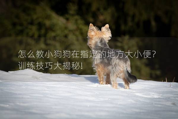 怎么教小狗狗在指定的地方大小便？训练技巧大揭秘!
