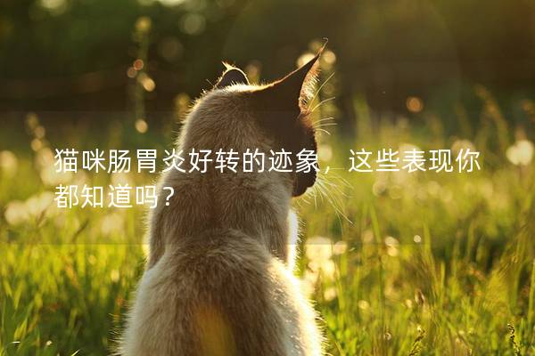 猫咪肠胃炎好转的迹象，这些表现你都知道吗？