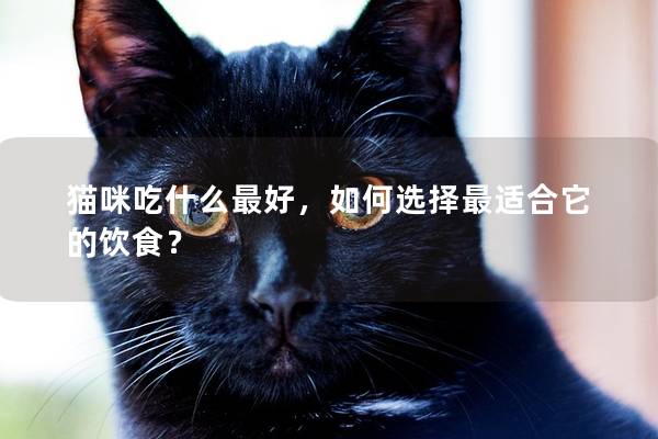 猫咪吃什么最好，如何选择最适合它的饮食？