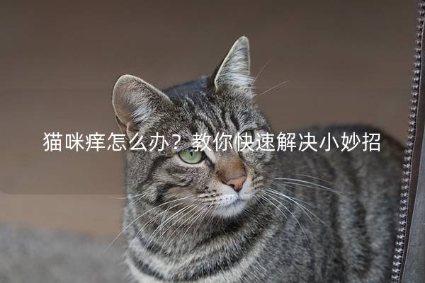 猫咪痒怎么办？教你快速解决小妙招