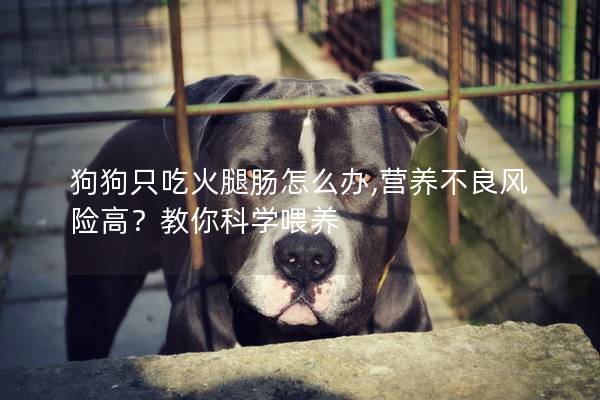 狗狗只吃火腿肠怎么办,营养不良风险高？教你科学喂养