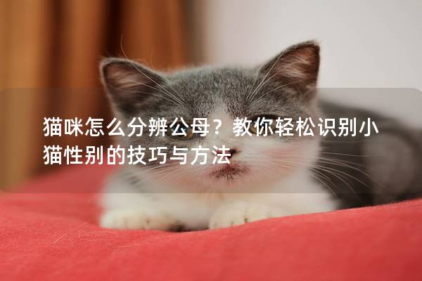 猫咪怎么分辨公母？教你轻松识别小猫性别的技巧与方法