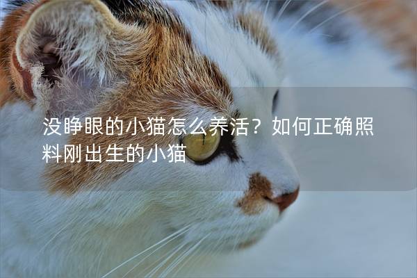 没睁眼的小猫怎么养活？如何正确照料刚出生的小猫