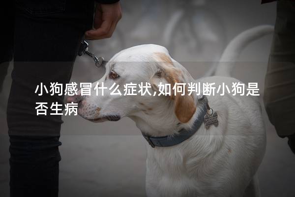 小狗感冒什么症状,如何判断小狗是否生病