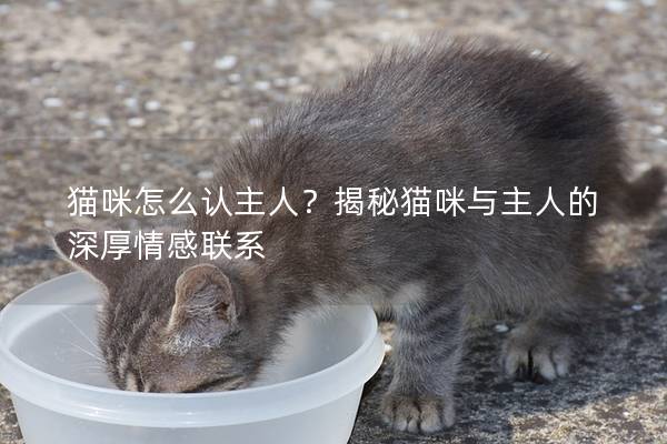 猫咪怎么认主人？揭秘猫咪与主人的深厚情感联系